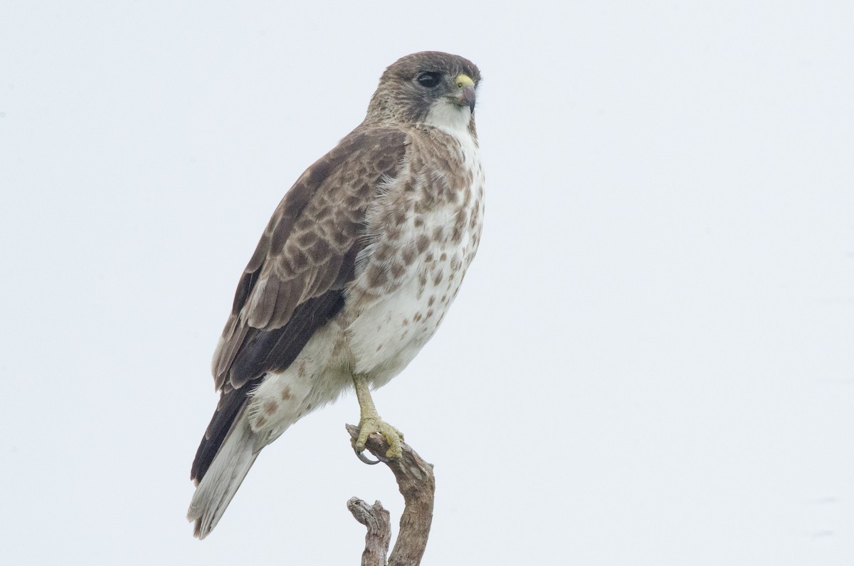 Hawaiian Hawk - ML644450977