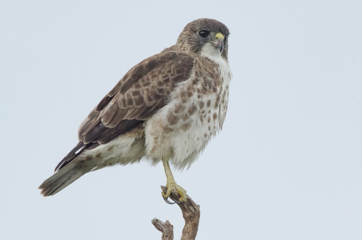 Hawaiian Hawk - ML644450978