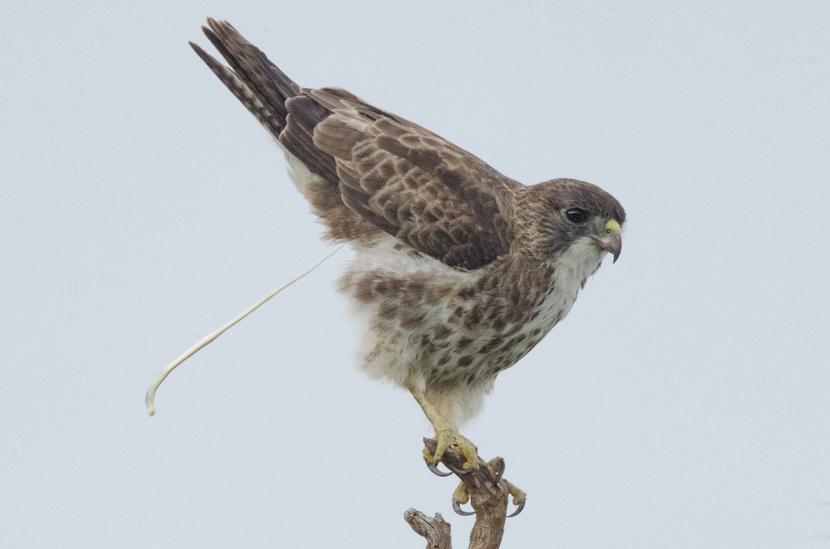 Hawaiian Hawk - ML644450979