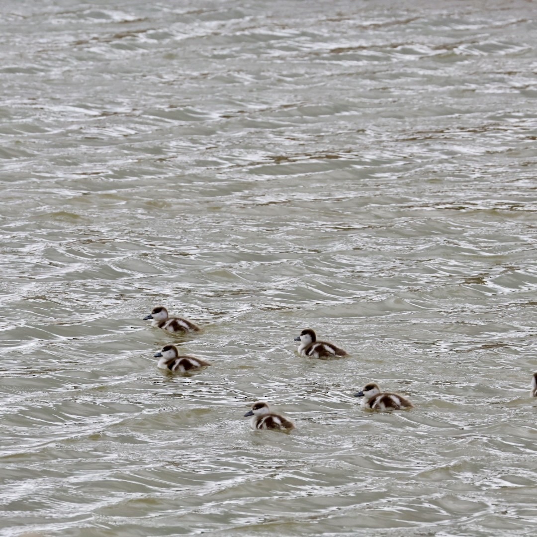 Галагаз австралійський - ML644450989