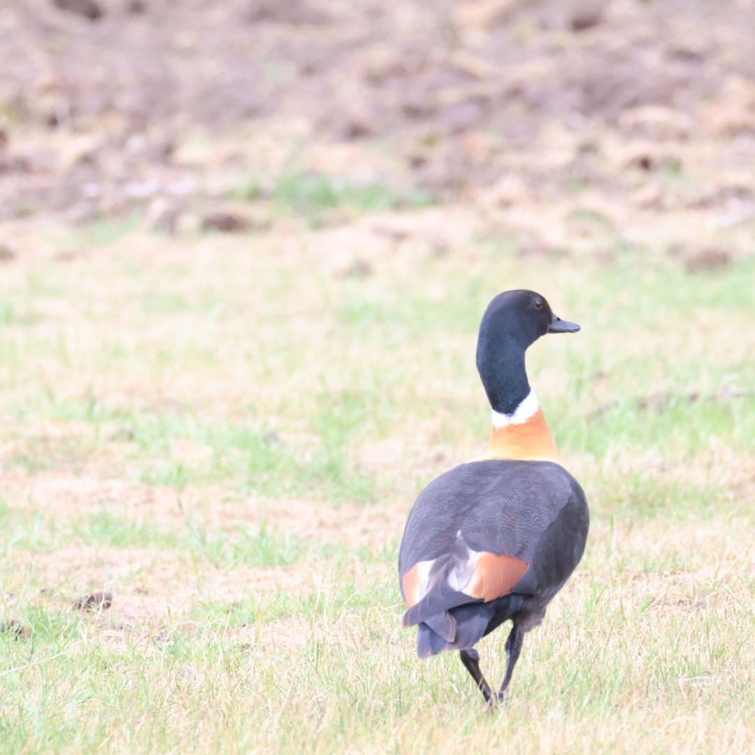 Галагаз австралійський - ML644450990