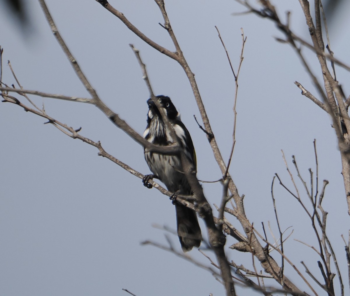 Weißaugen-Honigfresser - ML644450992