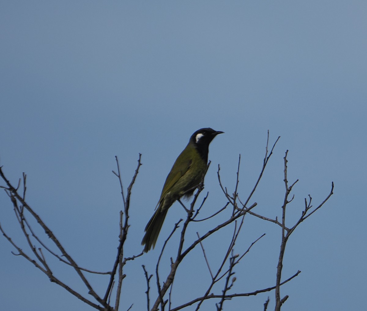 White-eared Honeyeater - ML644450996