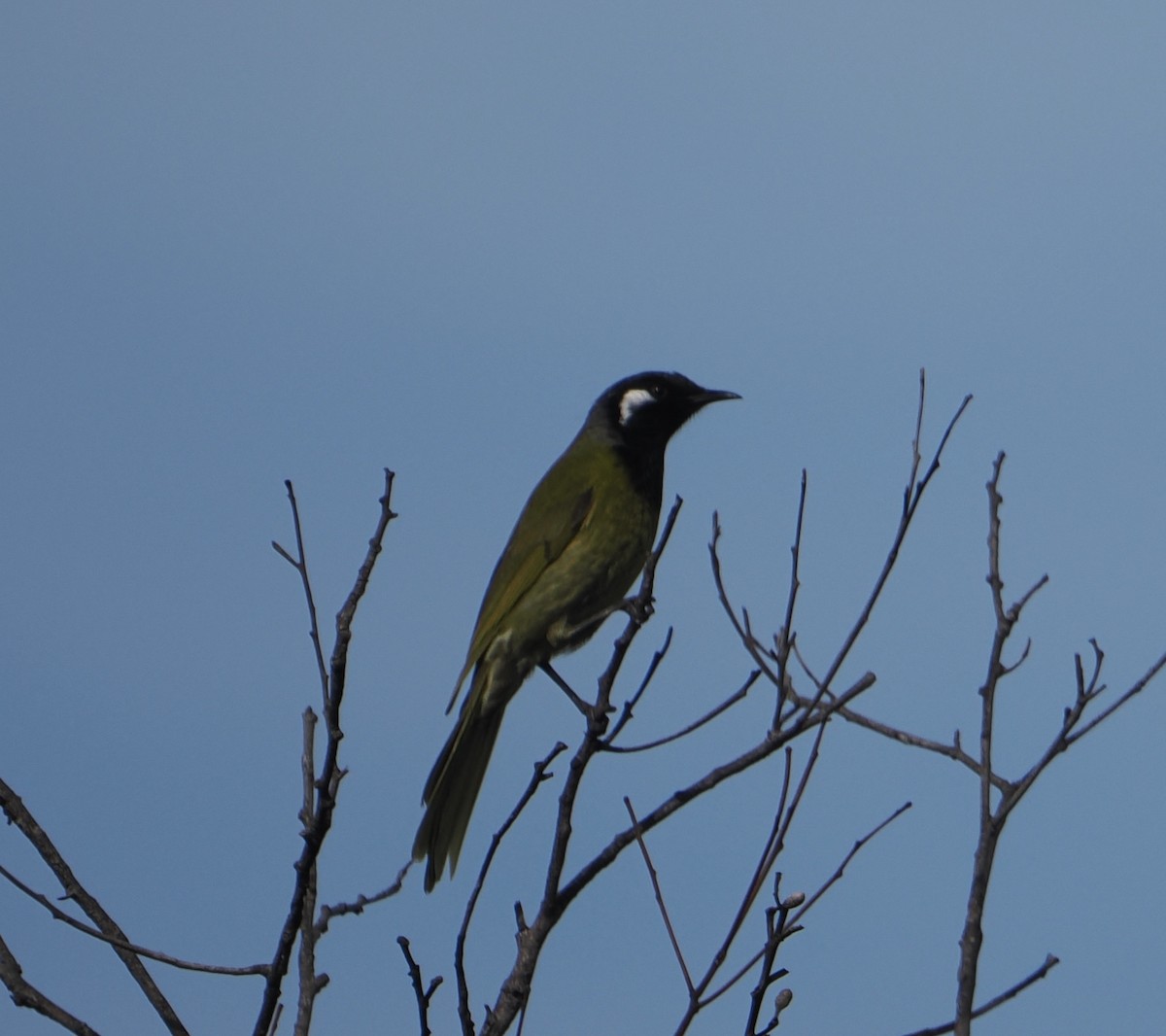 White-eared Honeyeater - ML644450997