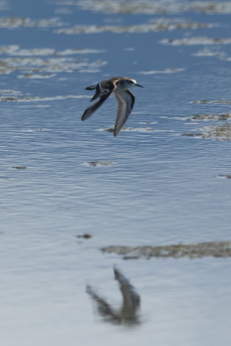 Little Stint - ML644450999