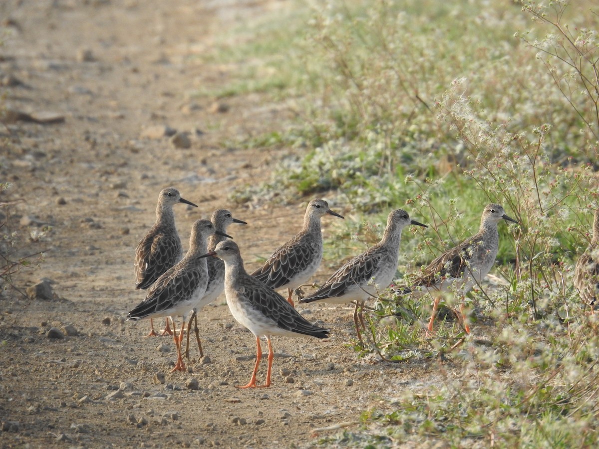 jespák bojovný - ML644451000