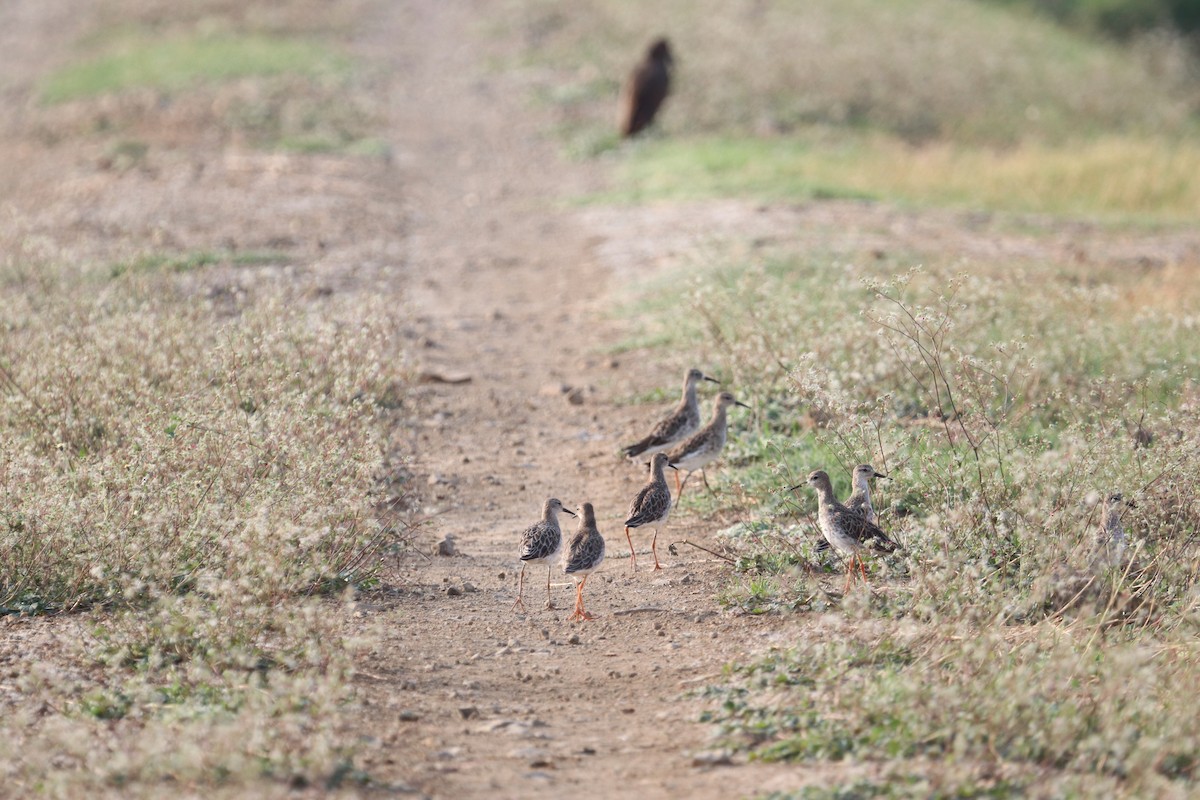 jespák bojovný - ML644451001