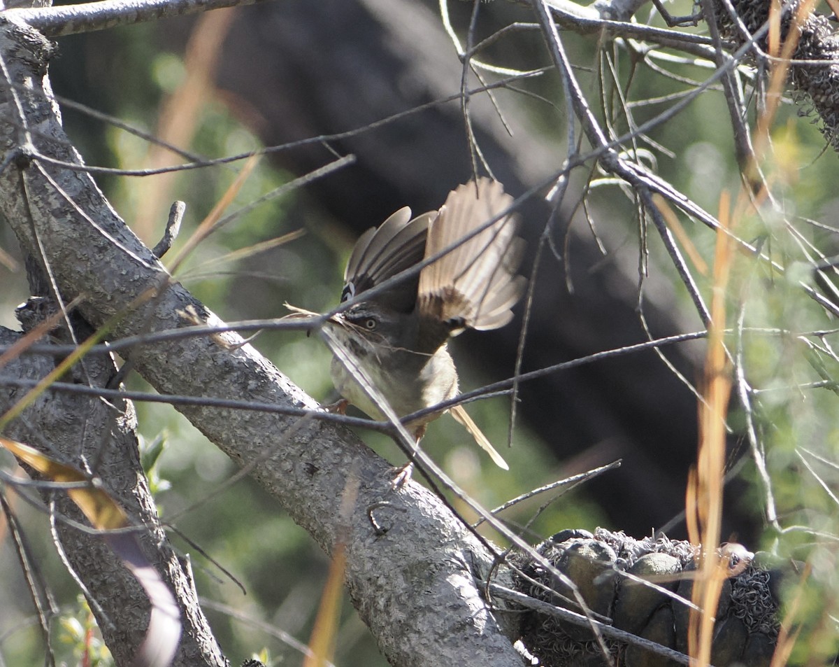 White-browed Scrubwren - ML644451003