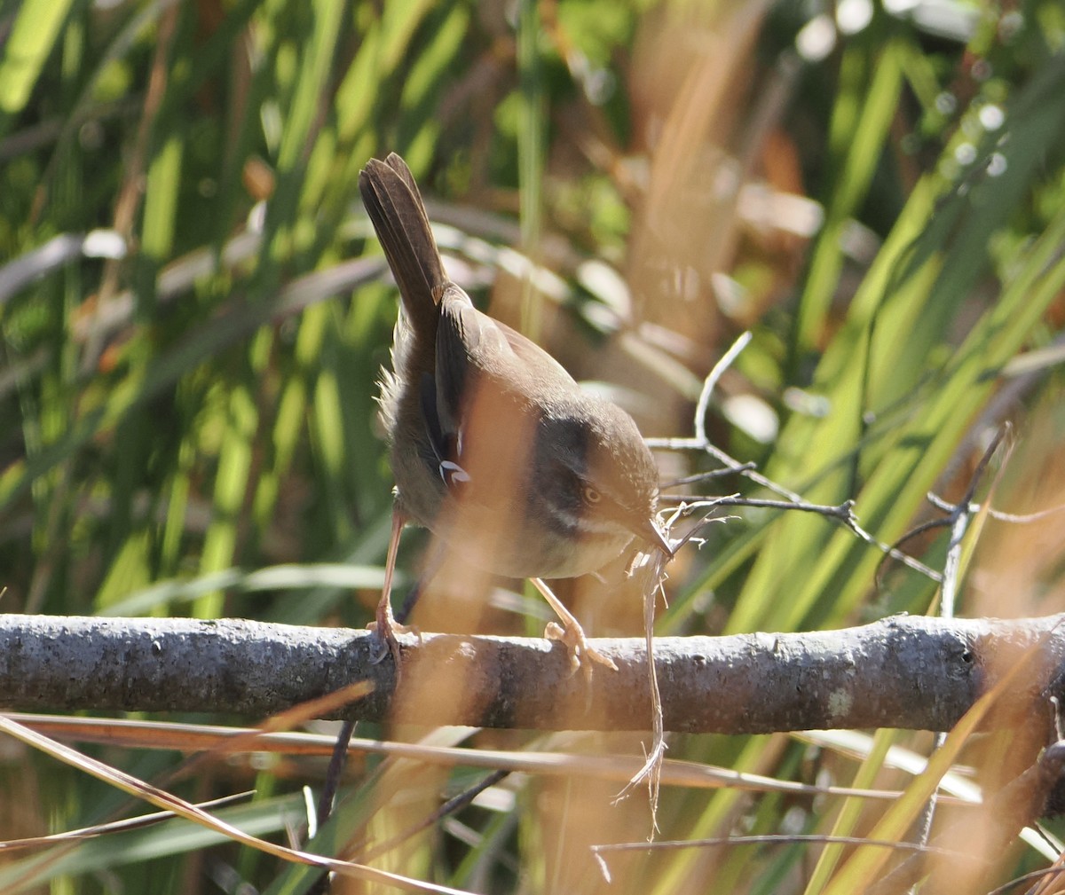 White-browed Scrubwren - ML644451004