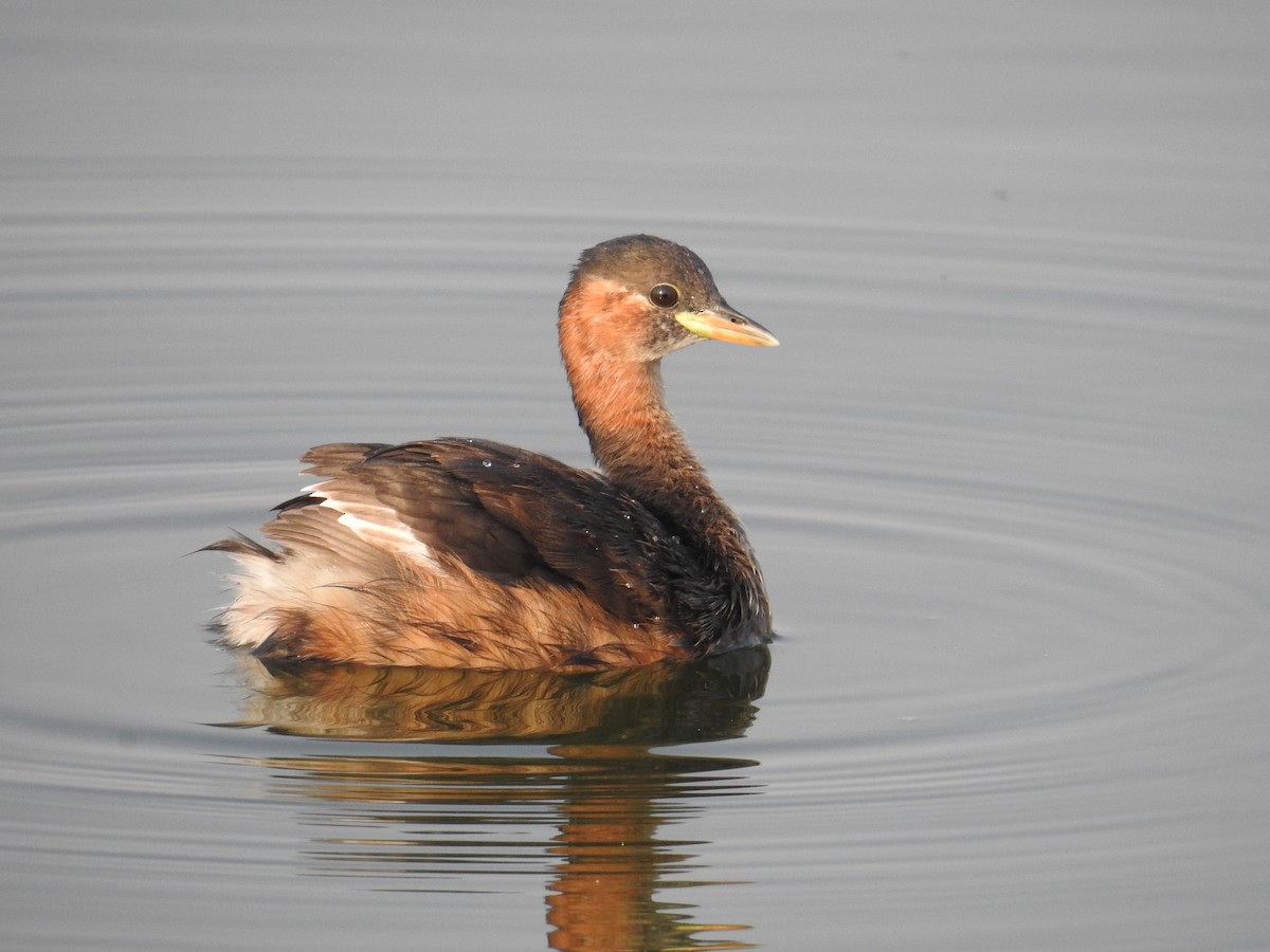potápka malá [skupina ruficollis] - ML644451009
