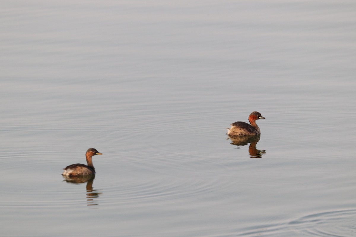 potápka malá [skupina ruficollis] - ML644451010