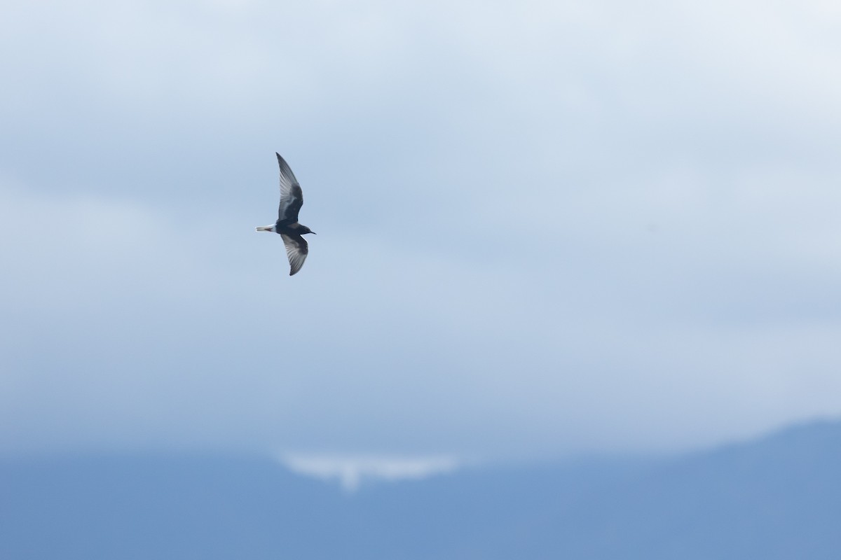 hvitvingesvartterne - ML644451012