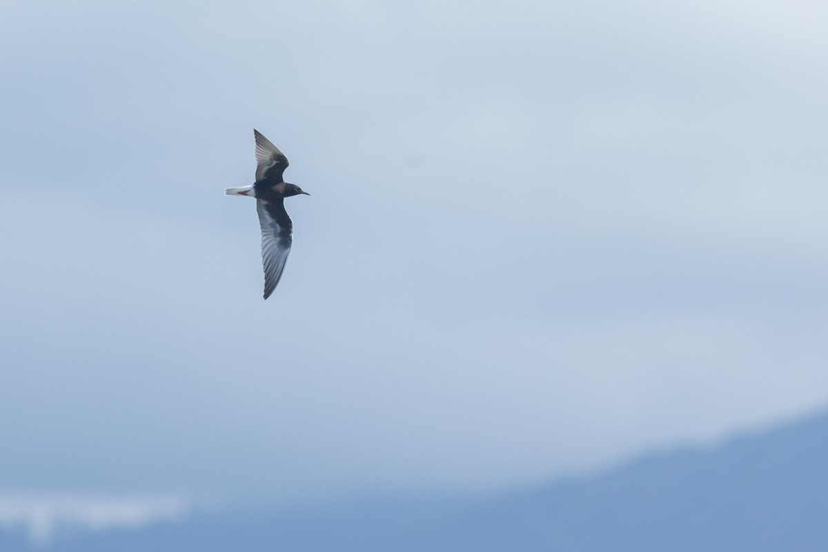 hvitvingesvartterne - ML644451013