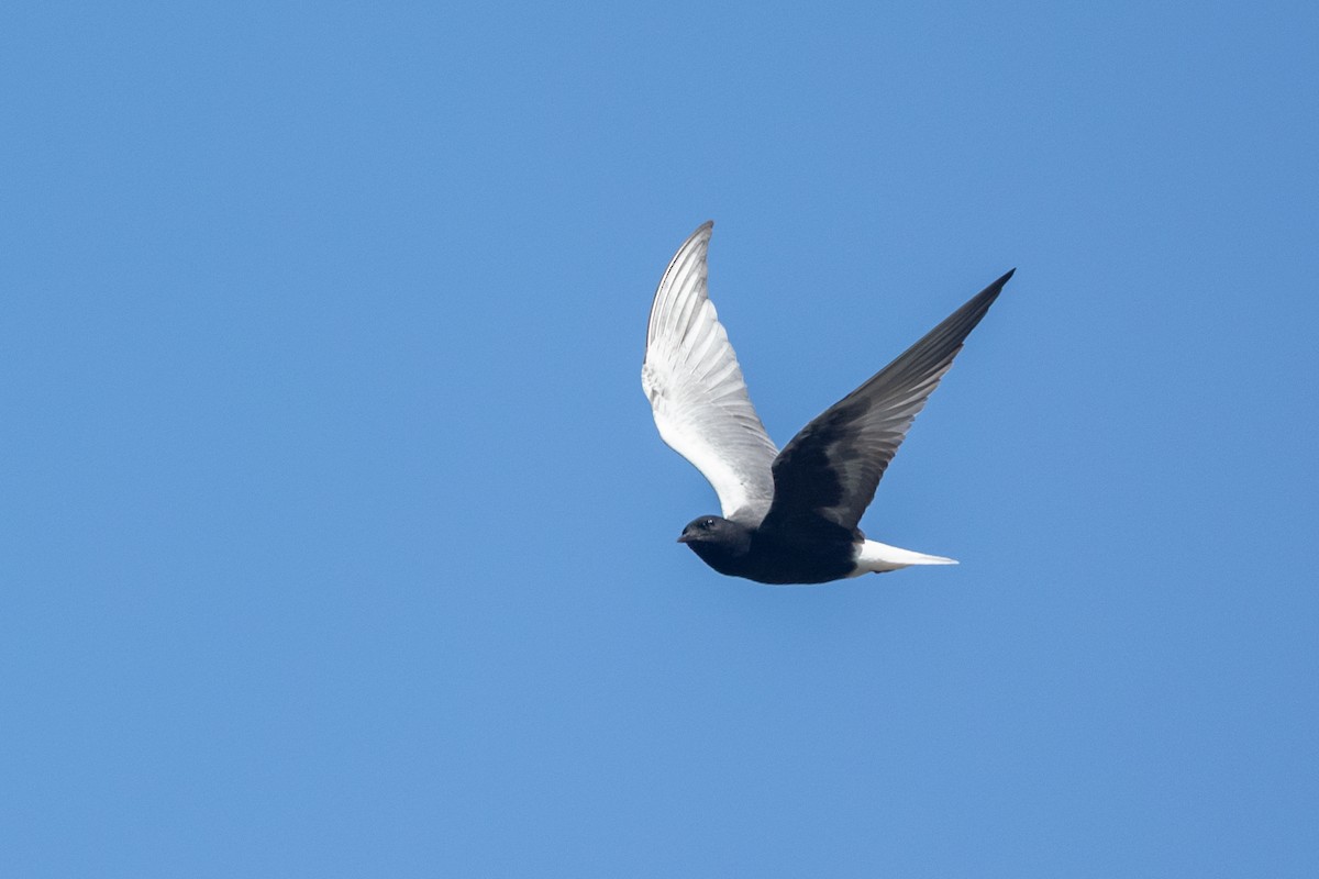 hvitvingesvartterne - ML644451016