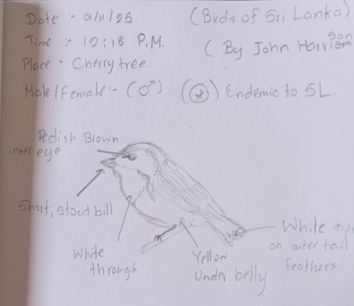 White-throated Flowerpecker - ML644451018