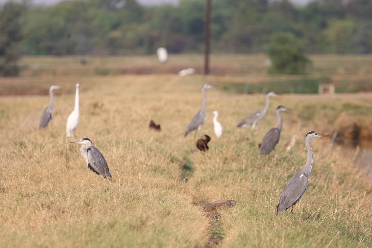 volavka popelavá - ML644451022