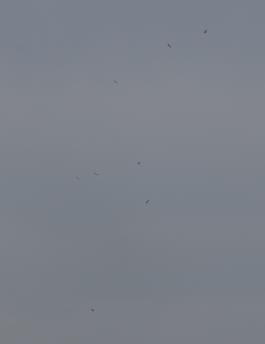 Red Kite - ML644451025