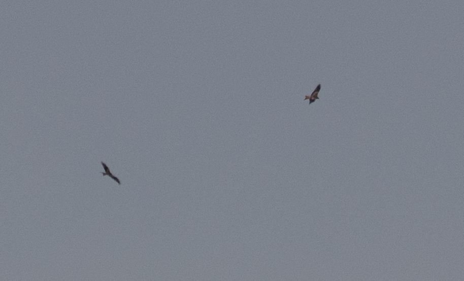 Red Kite - ML644451026