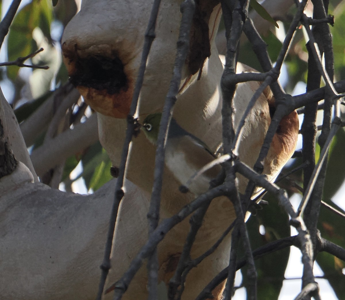 Silvereye - ML644451028