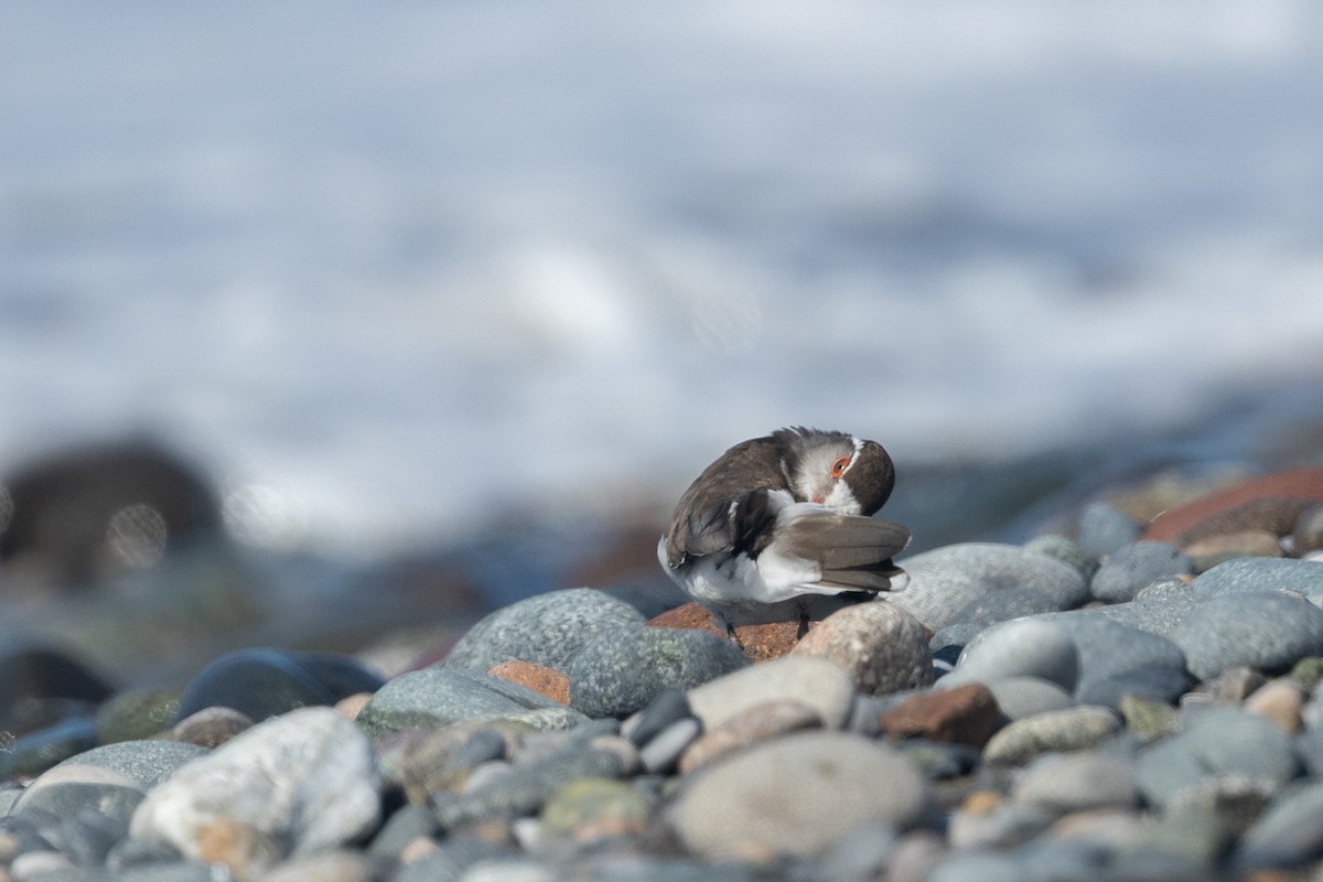 Three-banded Plover - ML644451032