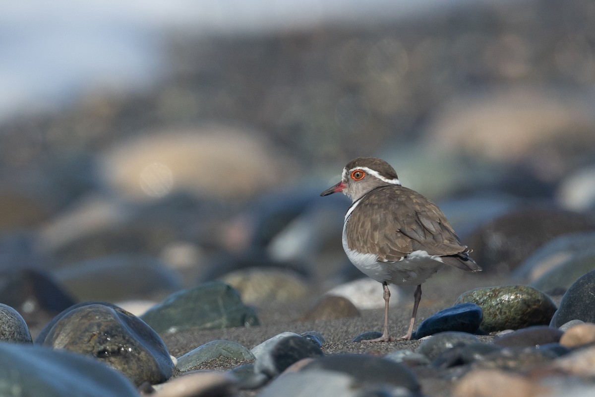 Three-banded Plover - ML644451033