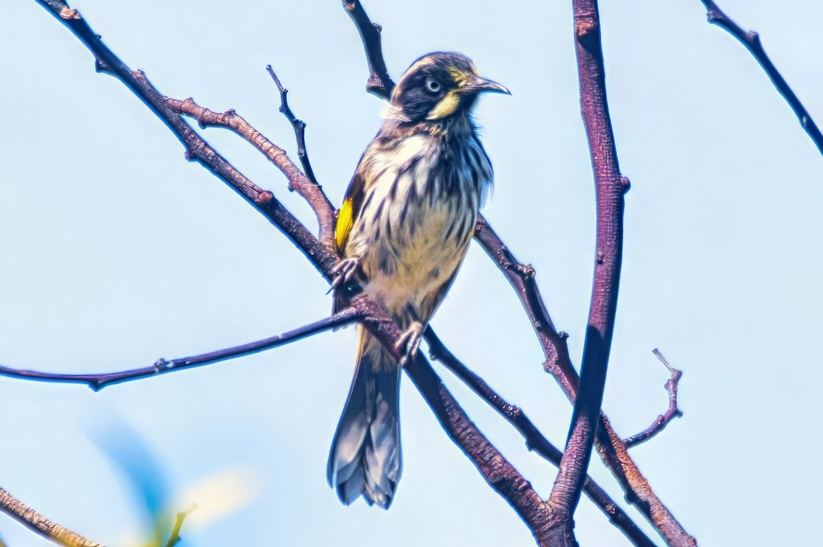 Weißaugen-Honigfresser - ML644451038