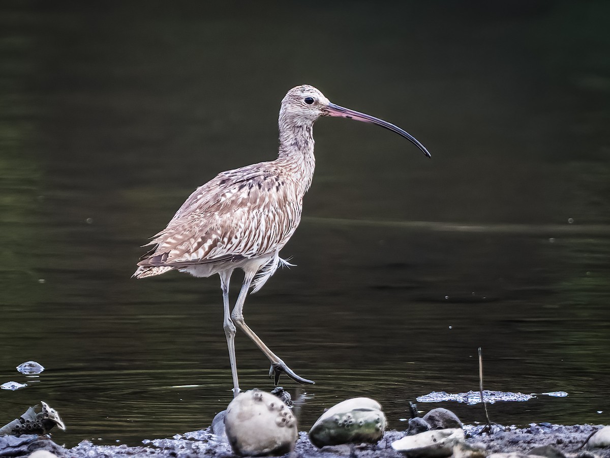 大杓鷸 - ML644451041