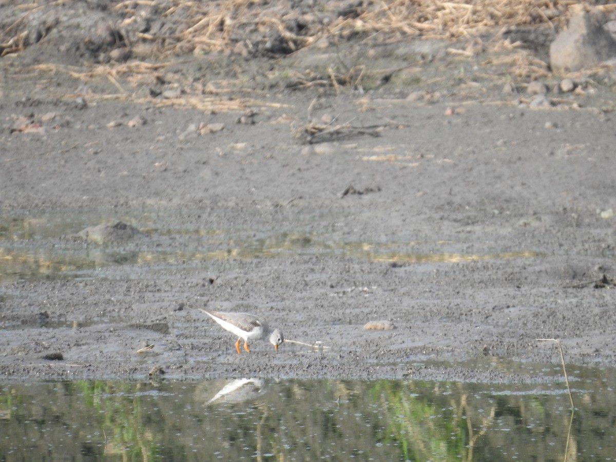 vodouš malý - ML644451054