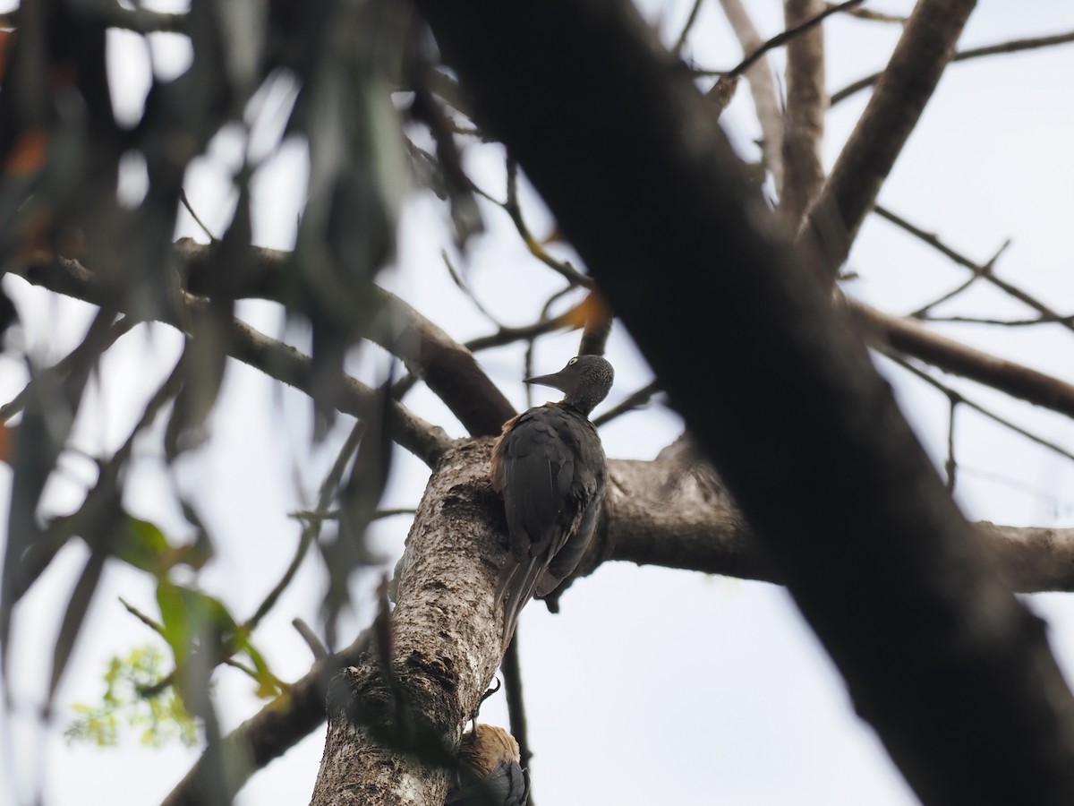 ツラアカボウシゲラ - ML644451056