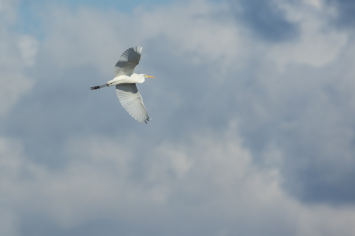 Great Egret - ML644451057