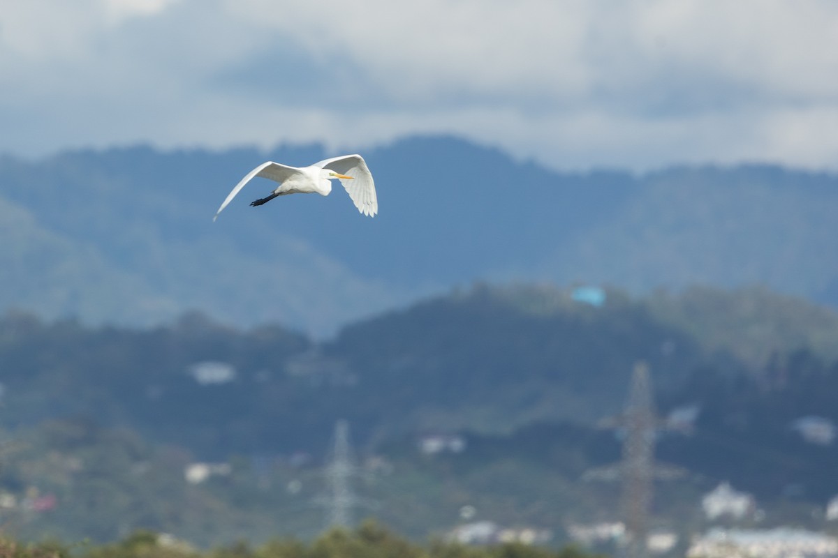 Great Egret - ML644451058