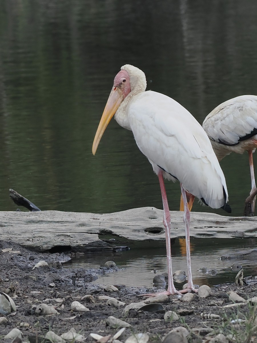 Milky Stork - ML644451065