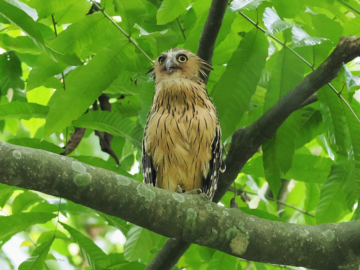 Buffy Fish-Owl - ML644451067