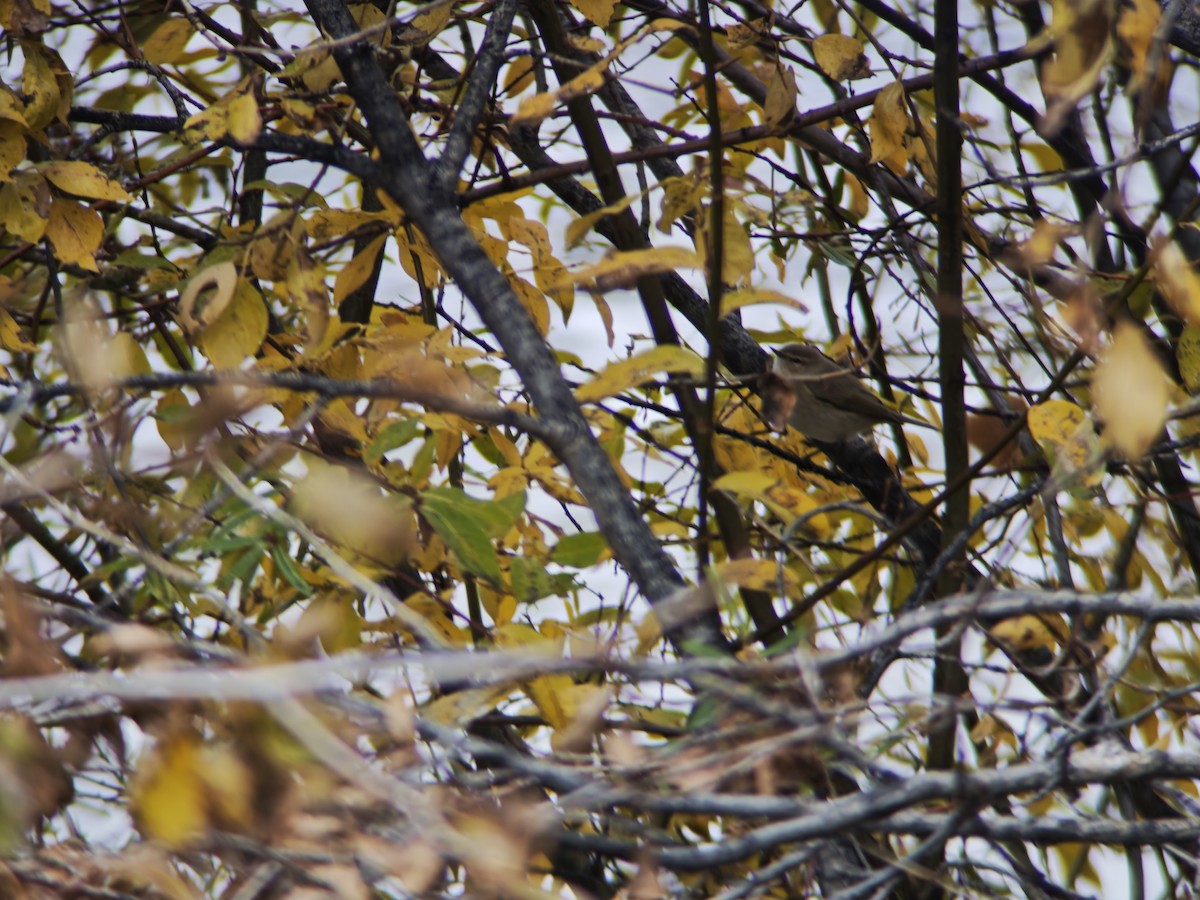 Common Chiffchaff - ML644451074