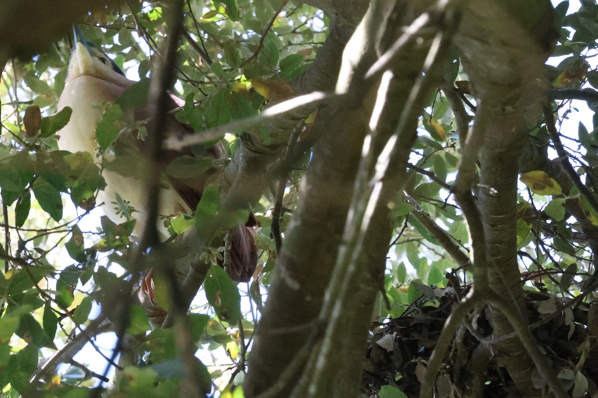 Nankeen Night Heron - ML644451077