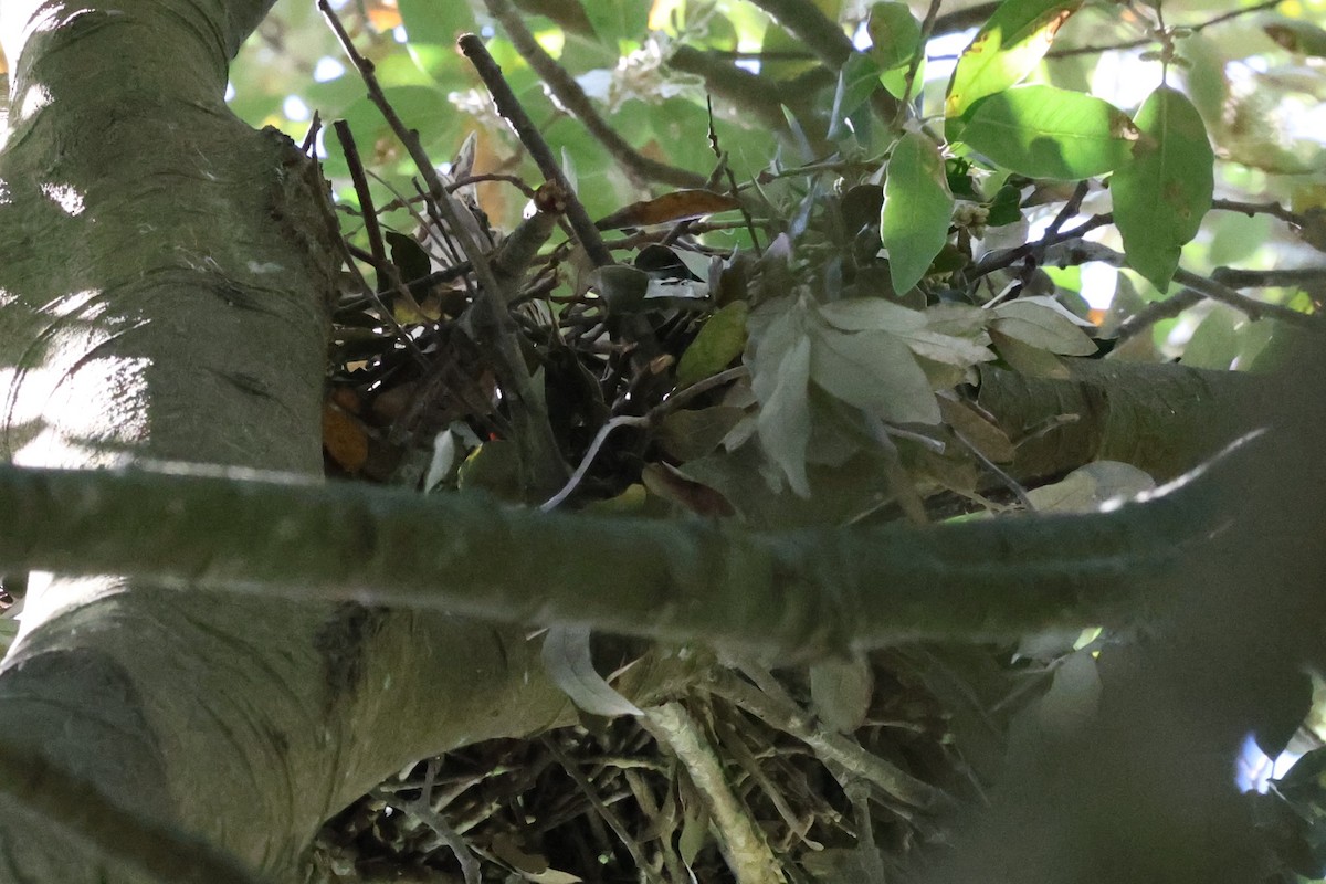 Nankeen Night Heron - ML644451095