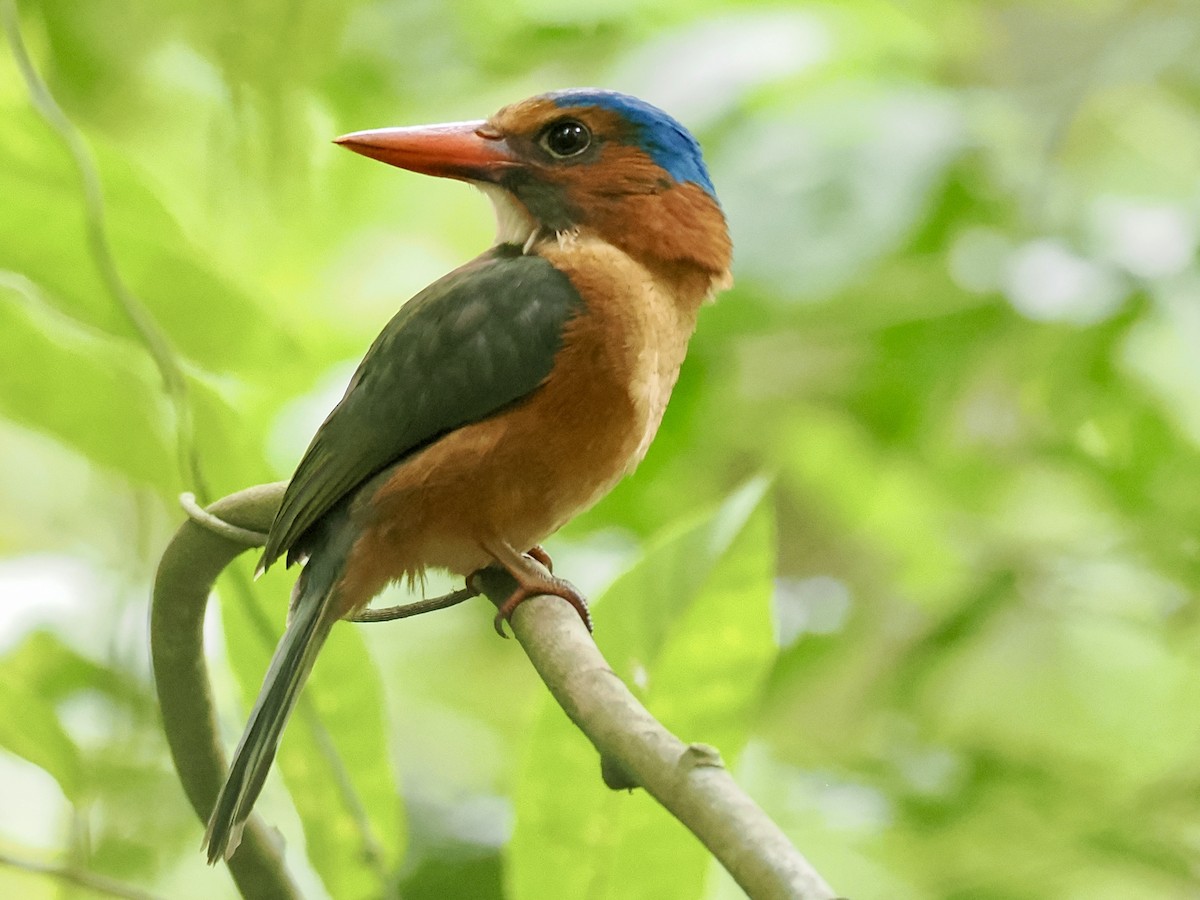 Yeşil Sırtlı Yalıçapkını (monachus) - ML644451098