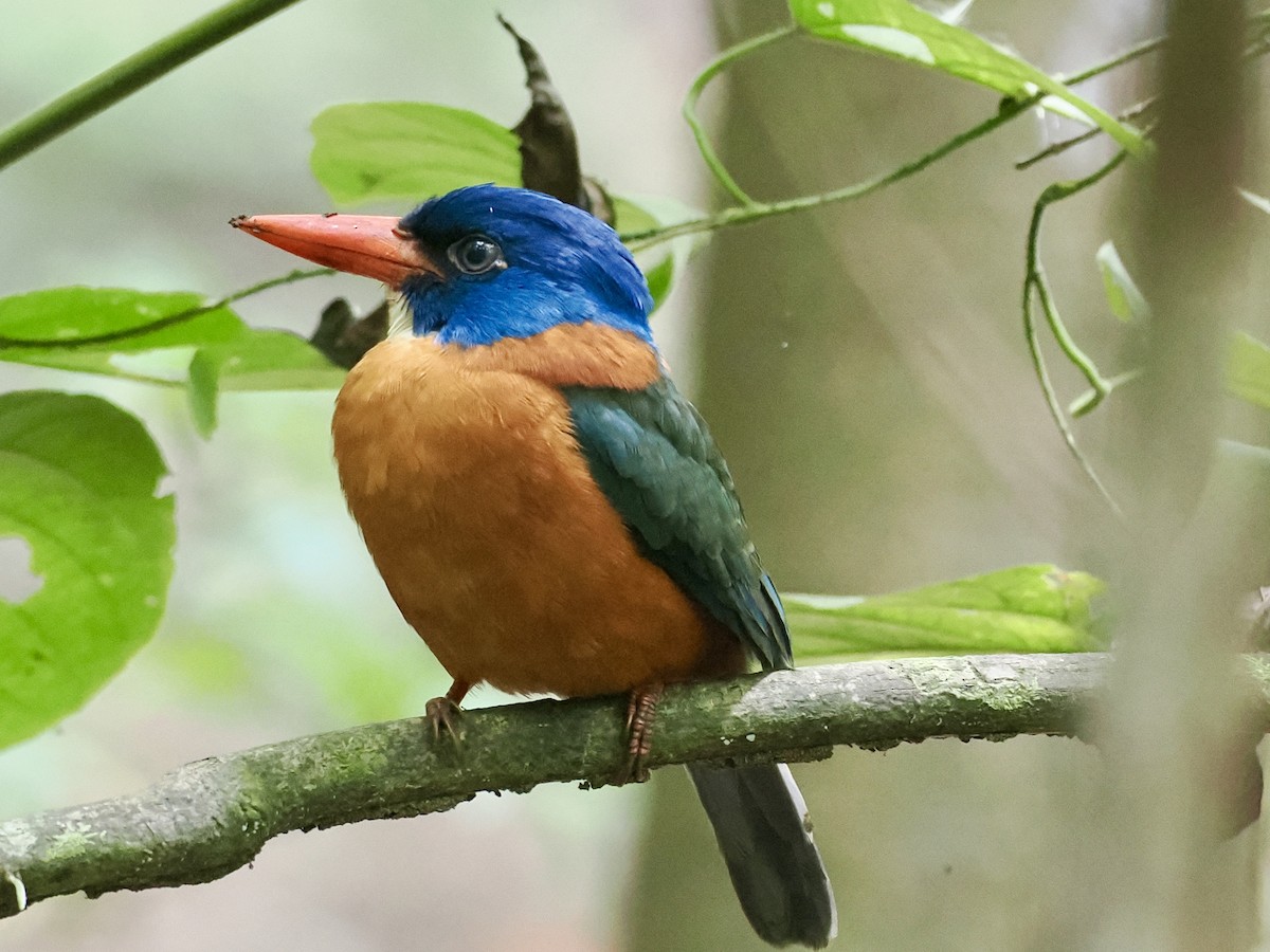 Yeşil Sırtlı Yalıçapkını (monachus) - ML644451099