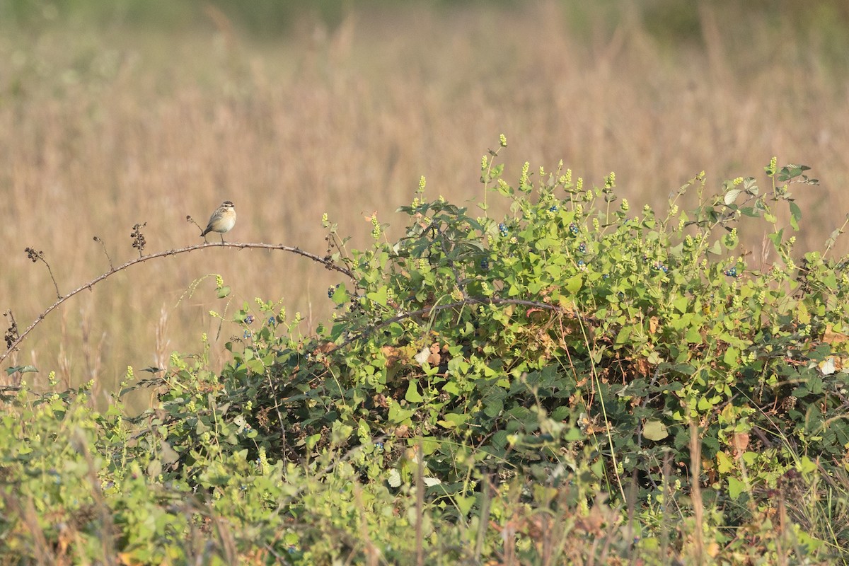 Whinchat - ML644451100
