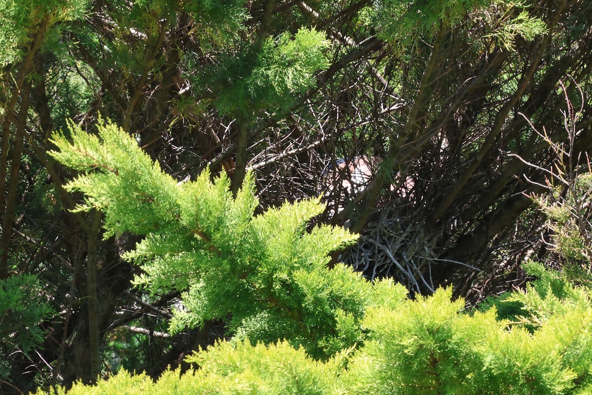 Nankeen Night Heron - ML644451101