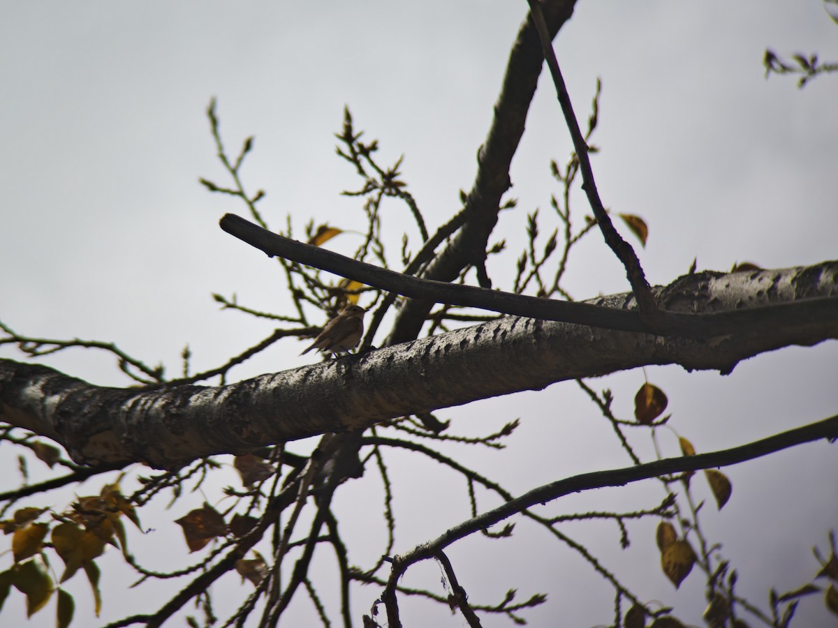 Red-breasted Flycatcher - ML644451103