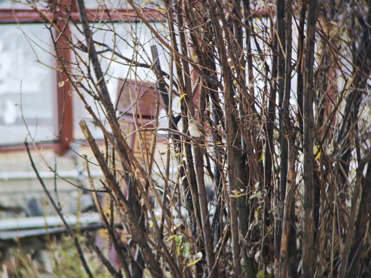Red-breasted Flycatcher - ML644451104