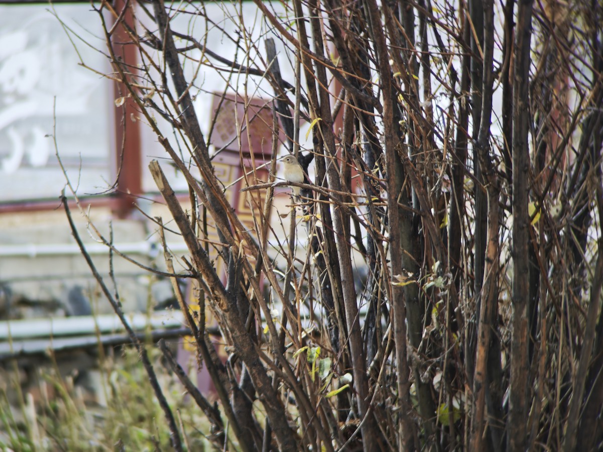 Red-breasted Flycatcher - ML644451105