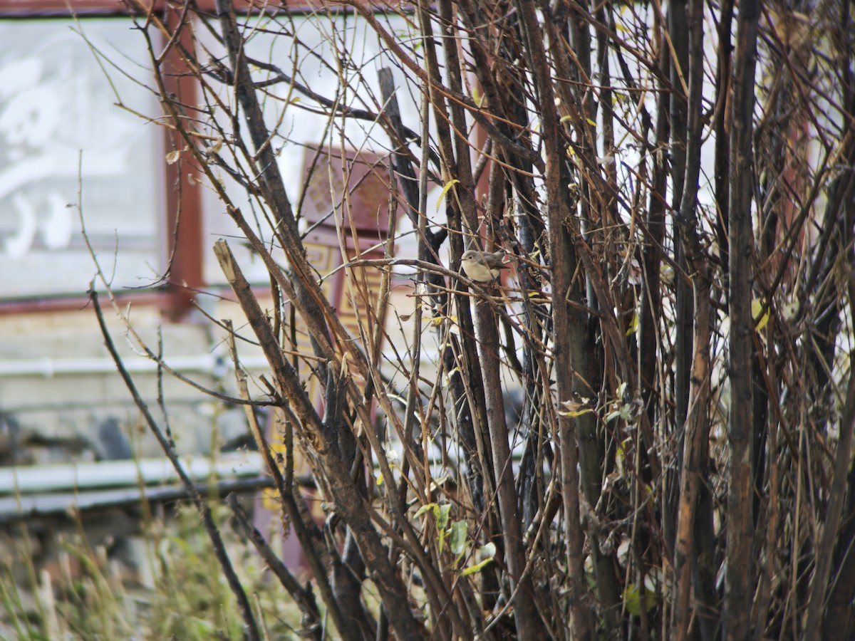 Red-breasted Flycatcher - ML644451106