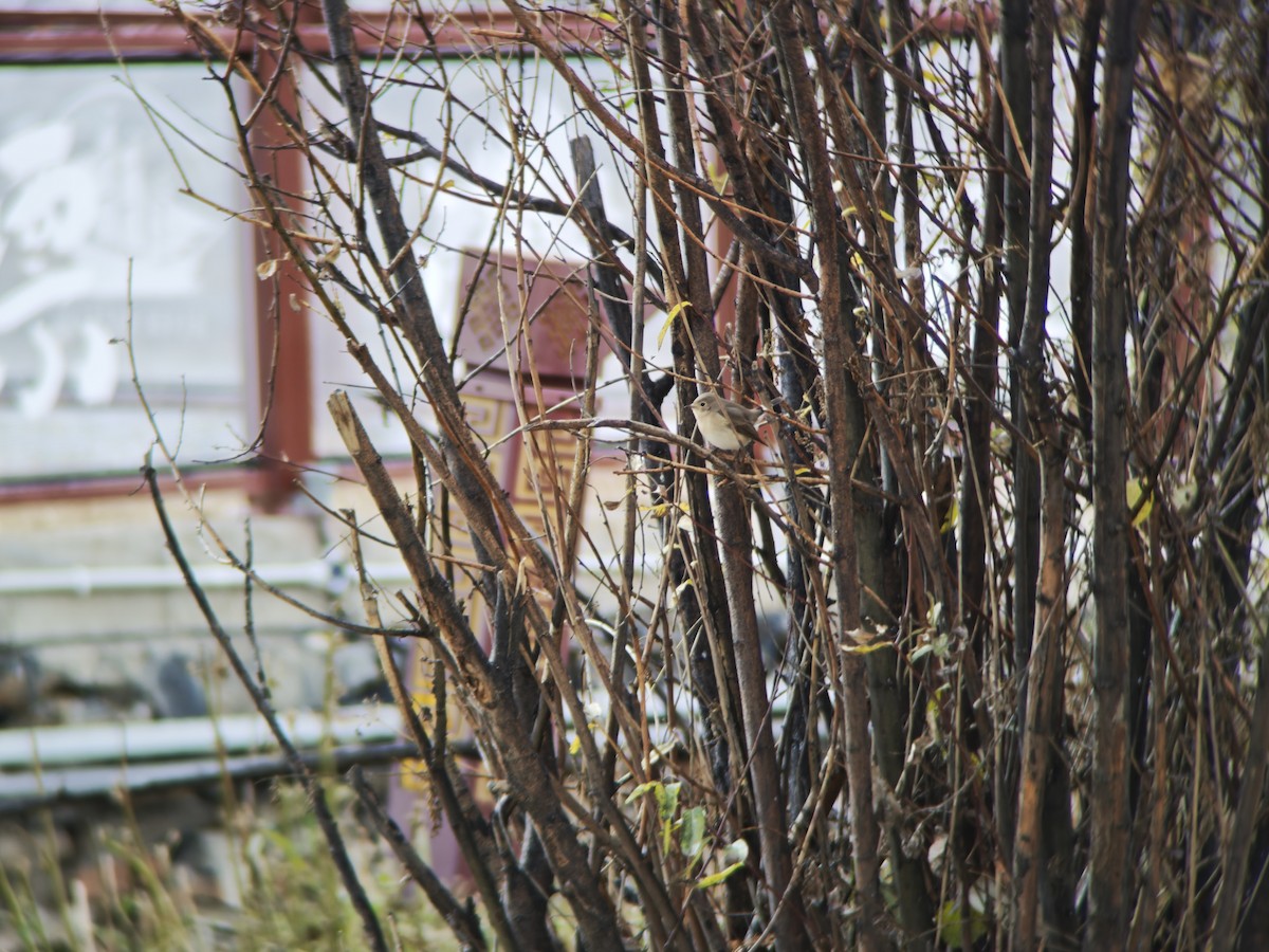 Red-breasted Flycatcher - ML644451107