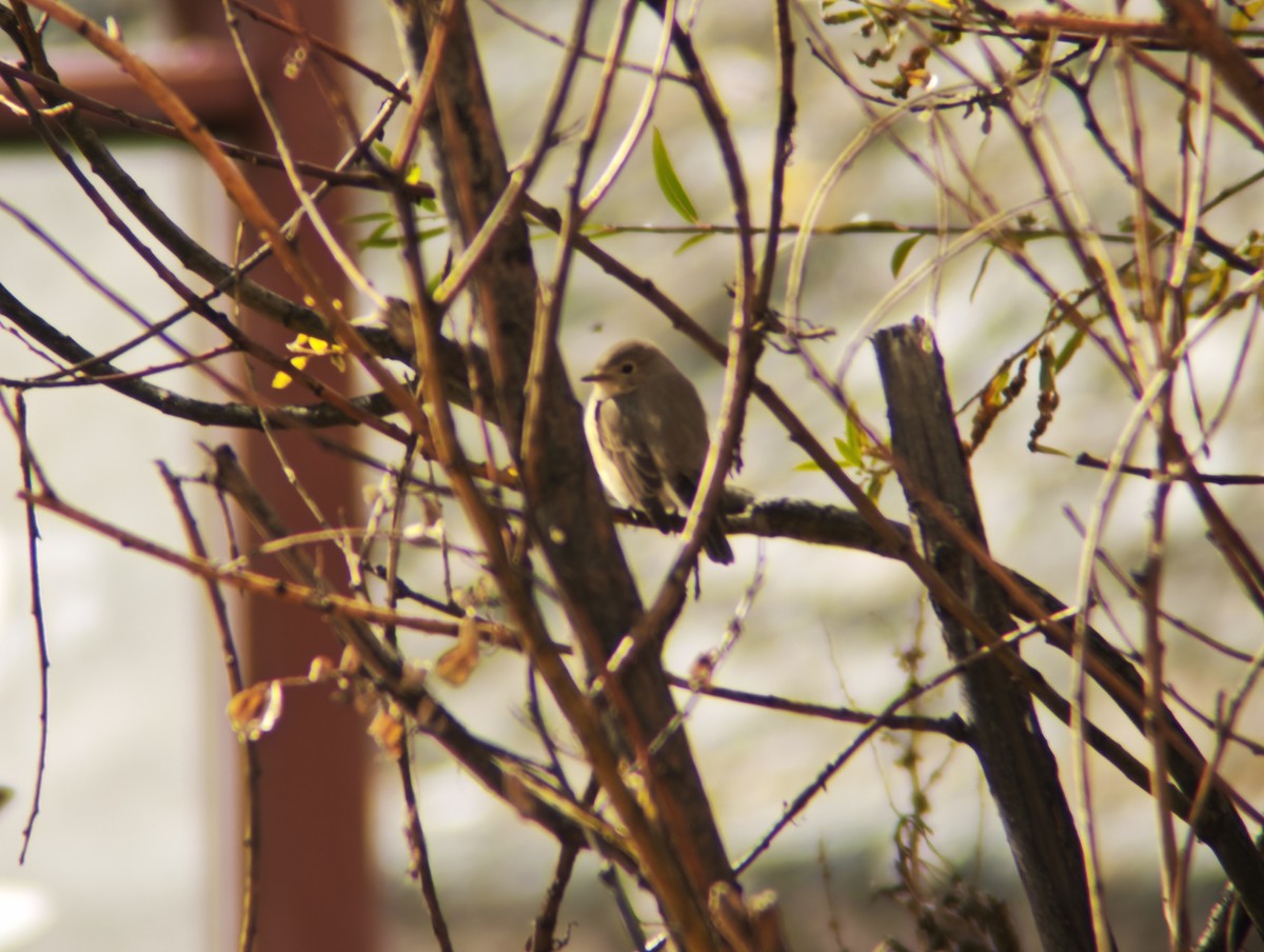 Red-breasted Flycatcher - ML644451108
