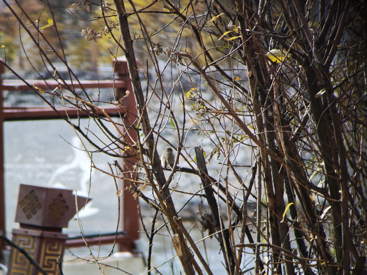 Red-breasted Flycatcher - ML644451109