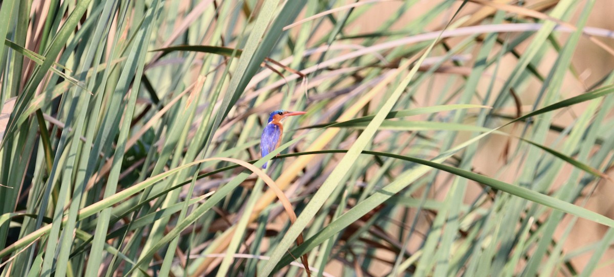 ledňáček tyrkysový - ML644451113