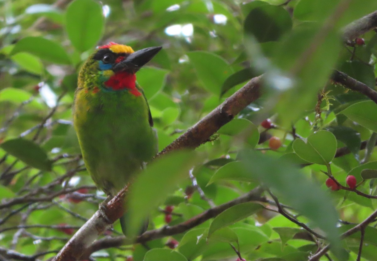 Red-throated Barbet - ML644451115