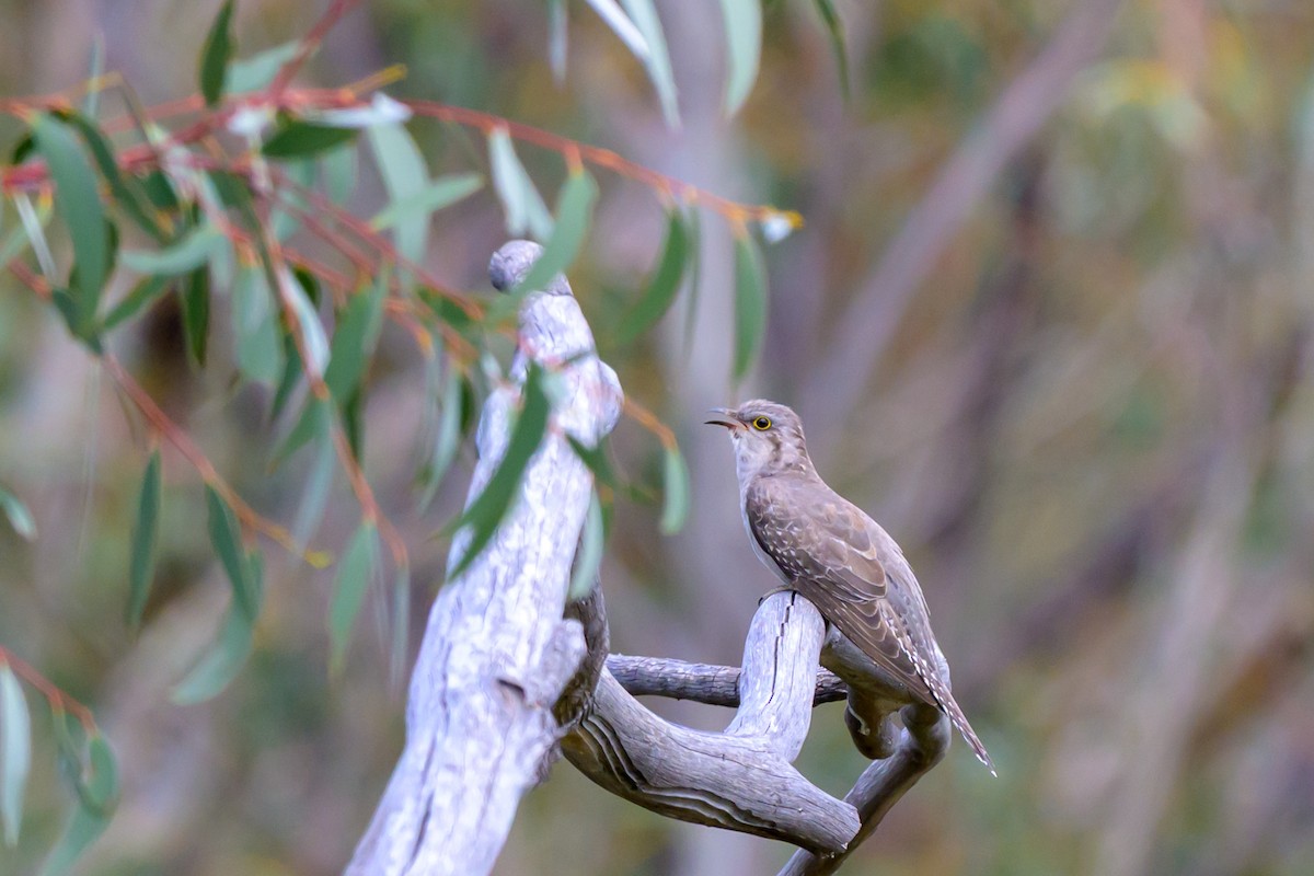 Pallid Cuckoo - ML644451124